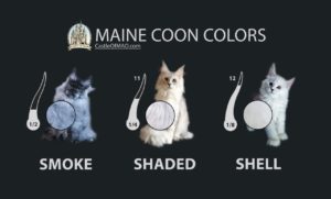 #maine coon colors #maine coon colours #maine coon color chart #maine coon colour chart #shaded maine coons #shell maine coons #black smoke maine coons #expensive maine coons #rare maine coon color #color difference in maine coons #maine coon patterns #ems color coding #shaded #shell #fur